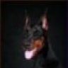 doberman_80